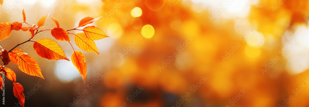 Colorful natural panoramic autumn background for design with orange leaves and blurred background. 