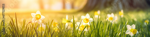 banner daffodil in white and yellwo on a spring meadow with warm light photo