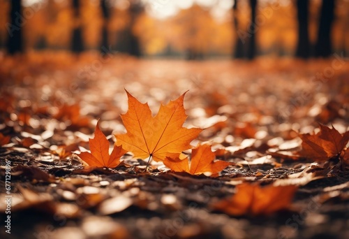 Orange maple leaves on the ground with a bokeh effect defocused background