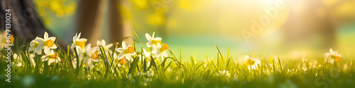 banner daffodil in white and yellwo on a spring meadow with warm light photo