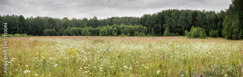 Panorama of a flowering forb meadow near the edge of the forest in cloudy weather before rain photo