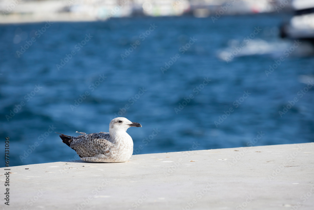 Seagulls flying over the Bosphorus on a wonderful summer day. The seagull is a very beautiful bird species. It is frequently seen on the sea in the Marmara region. Seagulls flying over the Bosphorus on a wonderful summer day. The seagull is a very beautiful bird species. It is frequently seen on the sea in the Marmara region.