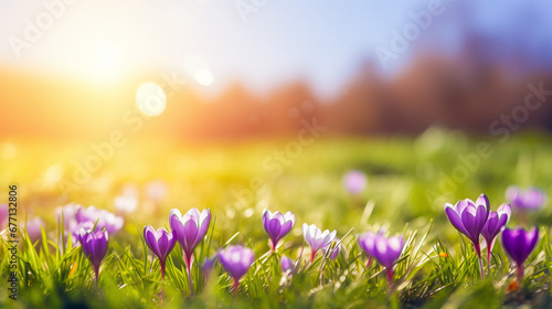 spring flowers in the grass