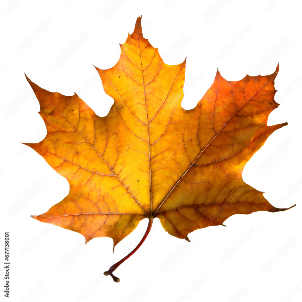 Isolated Maple leaf on white background Isolated Maple leaf on white background