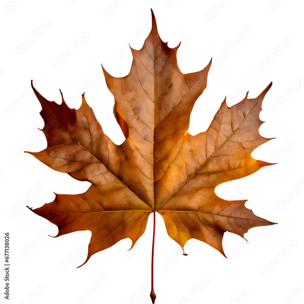 Fototapeta premium Isolated Maple leaf on white background
