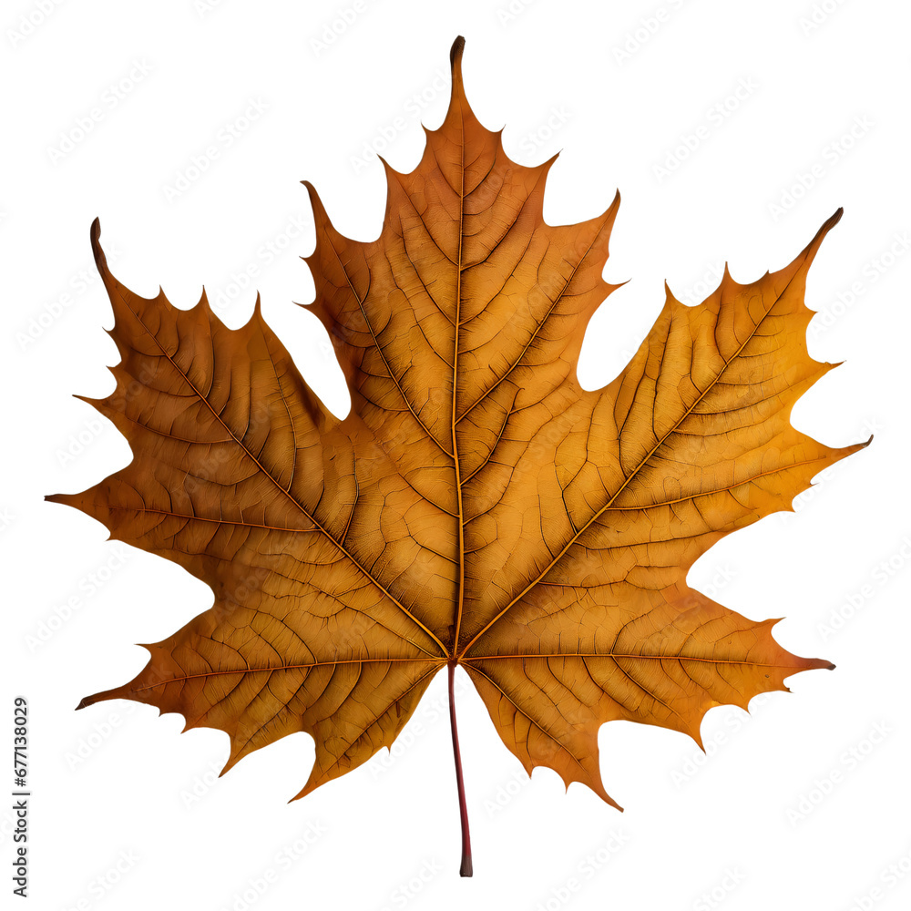 Fototapeta premium Isolated Maple leaf on white background