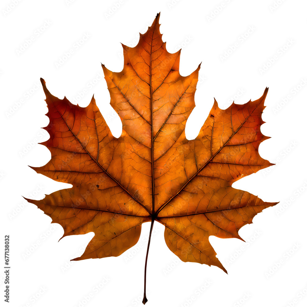 Fototapeta premium Isolated Maple leaf on white background
