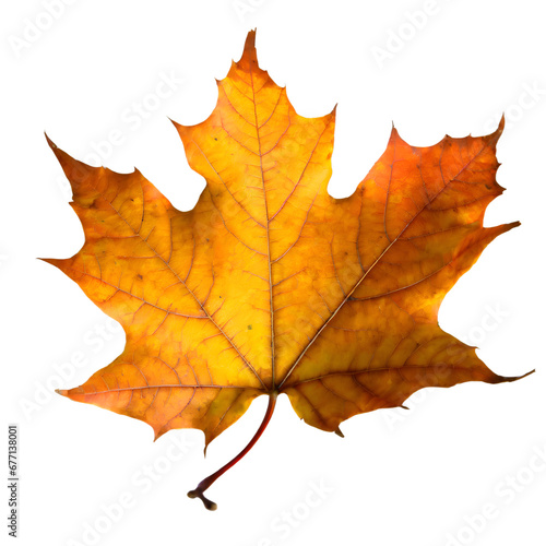  Isolated Maple leaf on white background