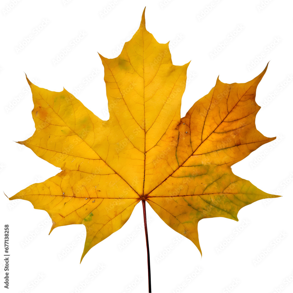 custom made wallpaper toronto digital Isolated Maple leaf on white background