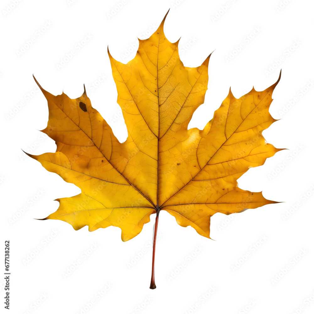 Obraz premium Isolated Maple leaf on white background