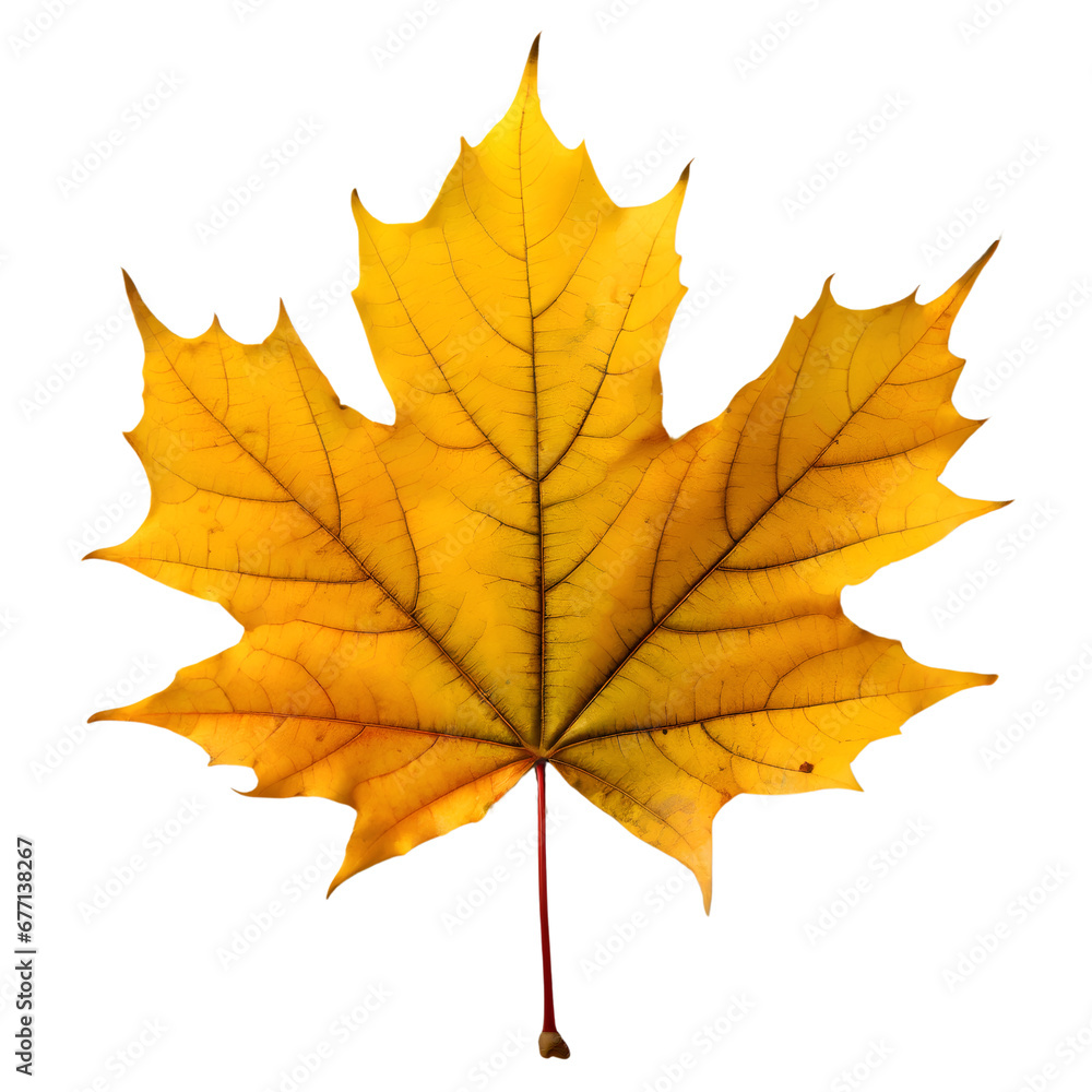 Obraz premium Isolated Maple leaf on white background