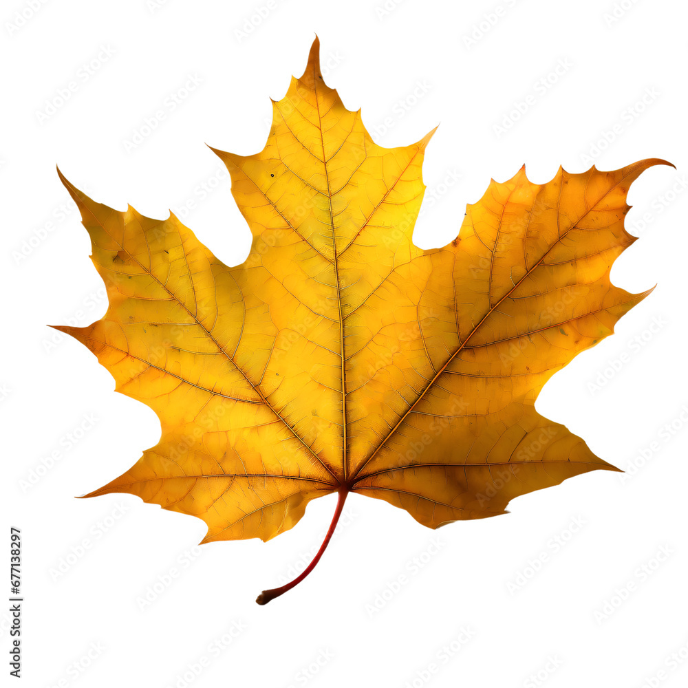 Isolated Maple leaf on white background Isolated Maple leaf on white background
