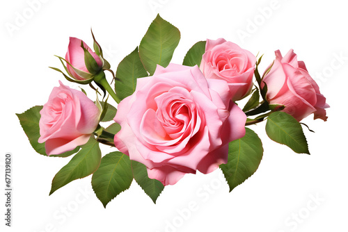 Pink rose flowers in a floral arrangement isolated on white or transparent background