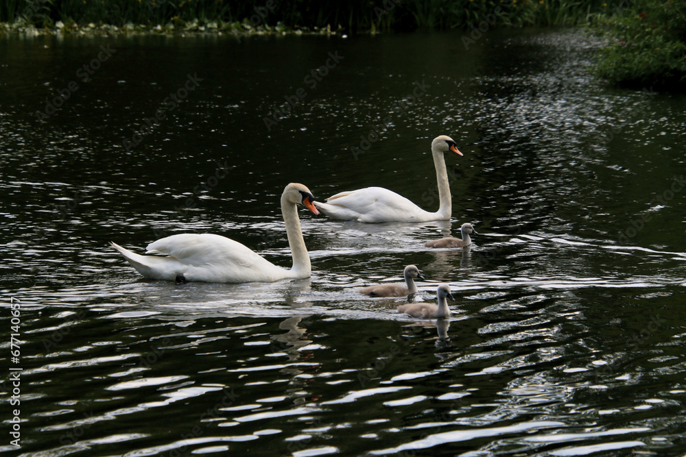 A view of a Mute Swan A view of a Mute Swan