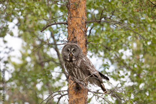 Great gray owl sitting on a tree branch on summer