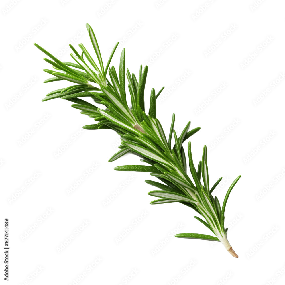 fresh rosemary on white fresh rosemary on white