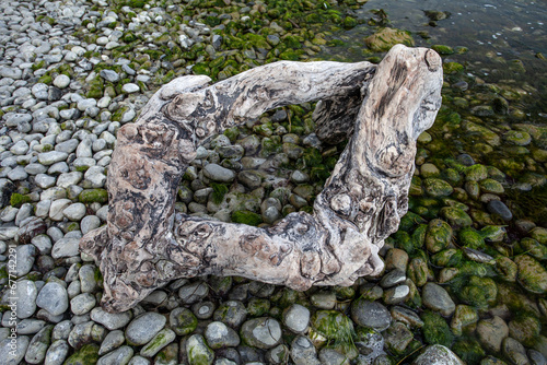 Old wooden Root at the Beach of Moen photo