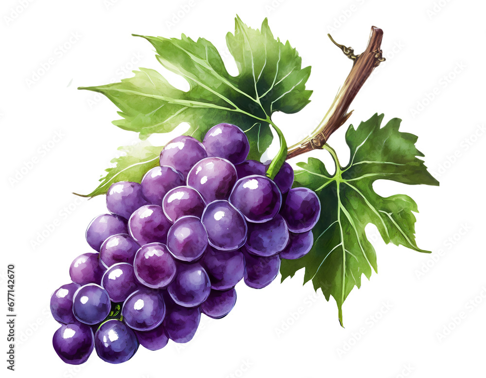 Fototapeta premium black grape dark blue grape isolated on white