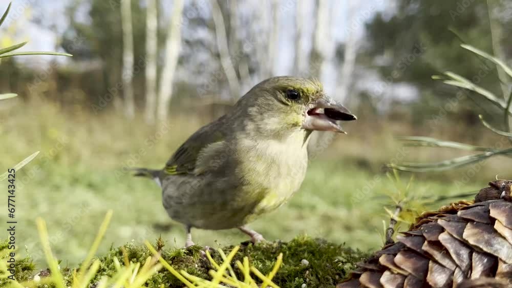 The bird of the European greengrocer (Chloris chloris) eats sunflower seeds in close-up against the background of the forest. The bird of the European greengrocer (Chloris chloris) eats sunflower seeds in close-up against the background of the forest.