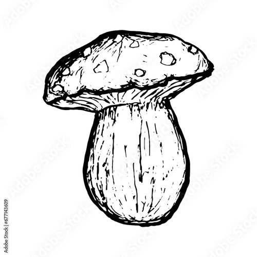 Mushroom isolated on white background. Doodle Vector illustration. Gifts of forest, mushroom picking. Harvest sketch hand-drawn.
