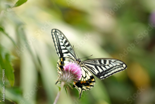 野アザミの花から吸蜜するナミアゲハ蝶（自然光・マクロレンズ接写）