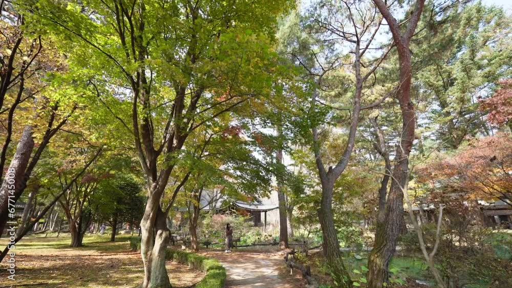 the tranquil beauty of autumn at Nami Island in Korea with its vibrant foliage and traditional architecture blending harmoniously. the tranquil beauty of autumn at Nami Island in Korea with its vibrant foliage and traditional architecture blending harmoniously.