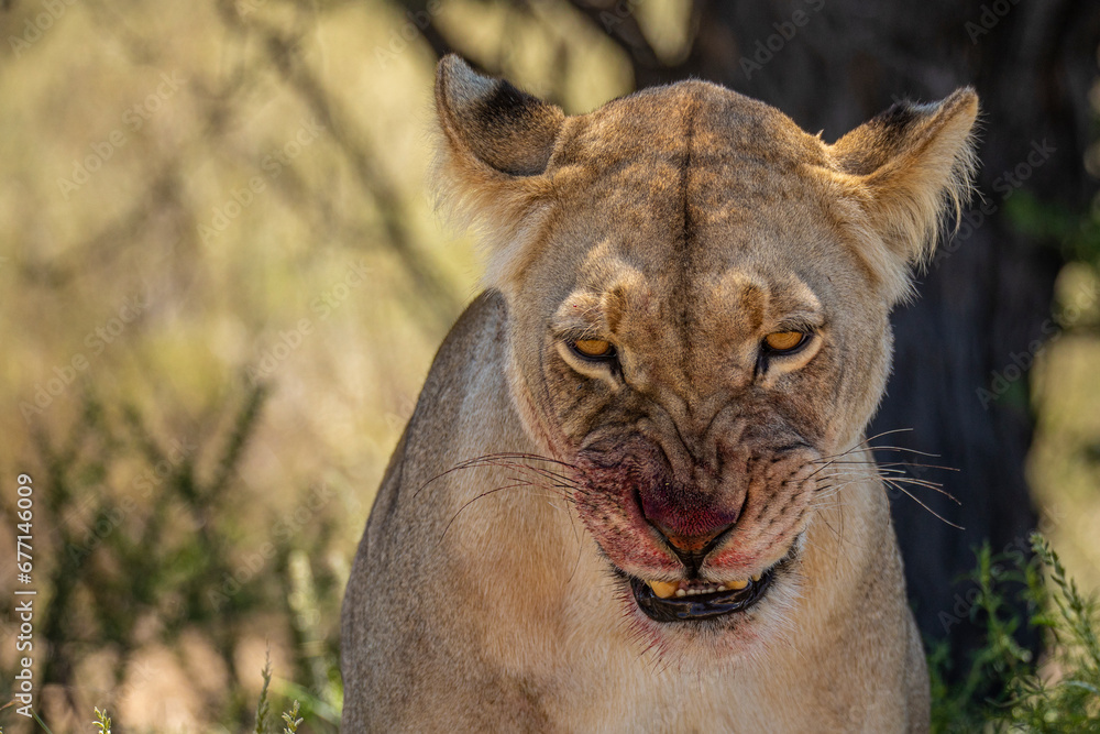 Obraz premium Blood lions of the Kalahari