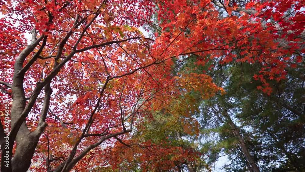 the mesmerizing beauty of autumn at Nami Island with a rich display of colorful foliage creating a visually stunning scene that evokes feelings of tranquility and awe in nature’s artistry. the mesmerizing beauty of autumn at Nami Island with a rich display of colorful foliage creating a visually stunning scene that evokes feelings of tranquility and awe in nature’s artistry.
