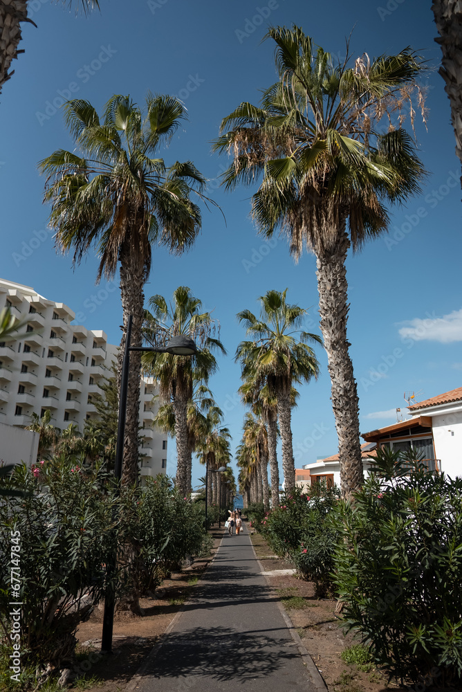 beautiful alley with palm tree at Playa De Las Americas, Tenerife