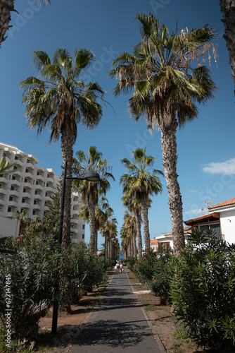 beautiful alley with palm tree at Playa De Las Americas, Tenerife © goami