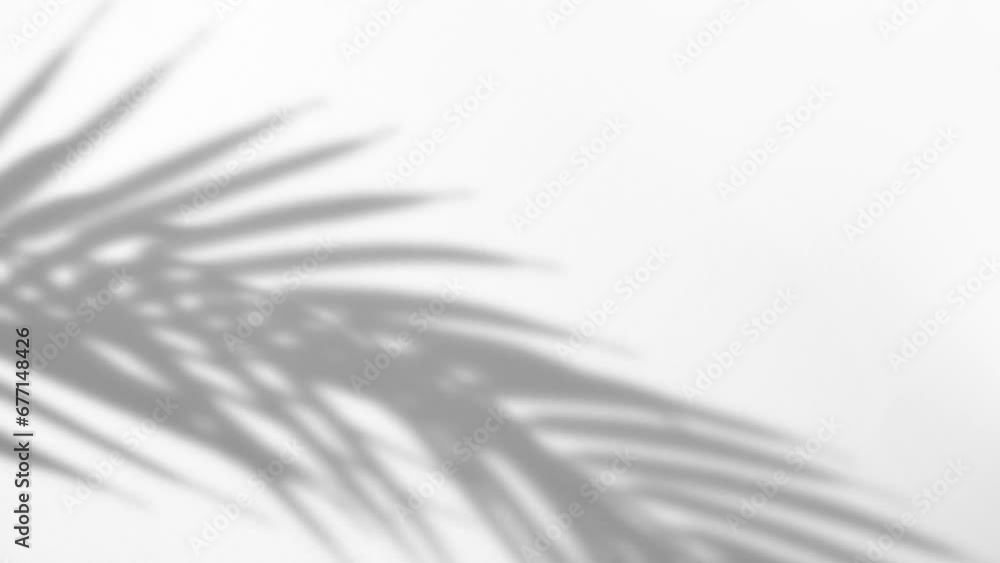 Blurry tropical background made with palm leaves tree branch shadow falling on white wall, swaying in the sea breeze. Minimal scene with summer tune. Blurry tropical background made with palm leaves tree branch shadow falling on white wall, swaying in the sea breeze. Minimal scene with summer tune.