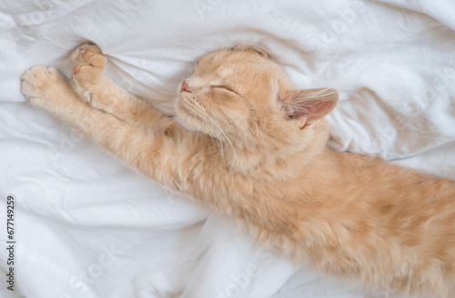Ginger cat sleeps on a white blanket, cozy home and vacation concept, cute ginger or ginger kitten.