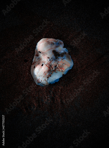 Shell Art- Tolas, Nicaragua