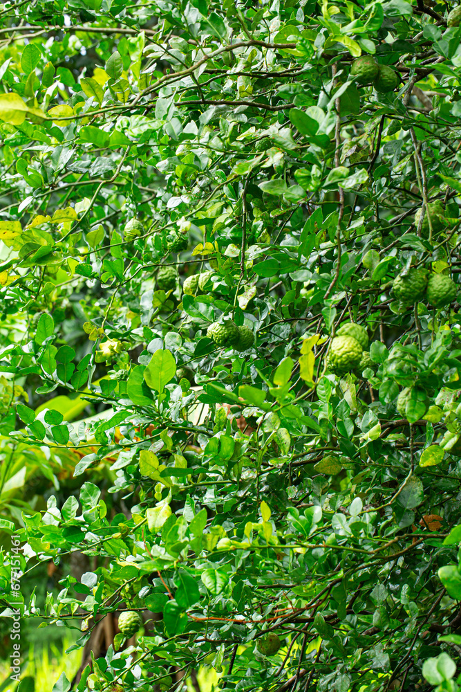 Kaffir lime fruit on the tree,kaffir lime or makrut or bergamot fruit on tree (Citrus hystrix) in outdoor garden, economy plants harvesting production for essential oil and ingredients local food cook