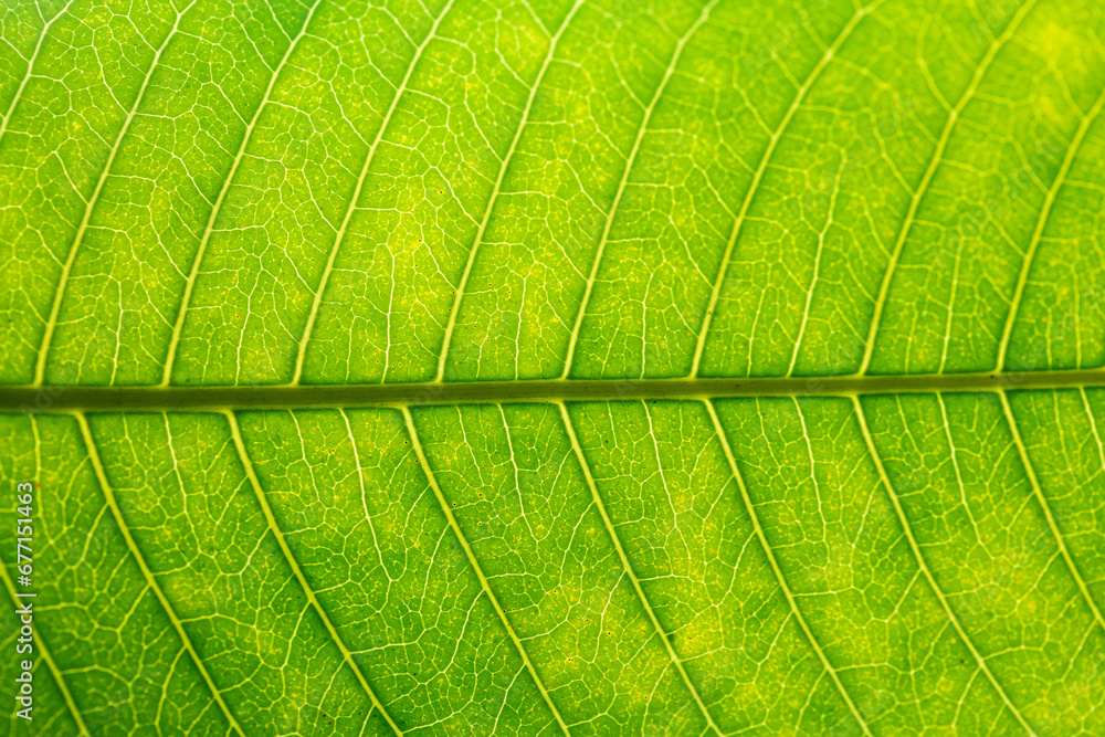 Green leaf macro detail pattern,Green leaf background texture, macro photography,Abstract closeup green leaf texture background Green leaf macro detail pattern,Green leaf background texture, macro photography,Abstract closeup green leaf texture background