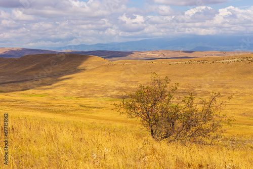 Landscape of the Georgian steppe Udabno in Georgia. Yellow-gold grass, wilde land and blue sky. Endless fields. Mountain in the background.