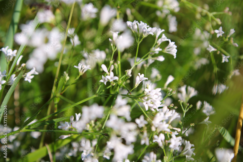 Gypsophila close-up on a blurred green background of another gypsophila 