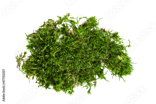 Forest moss on an empty background. PNG