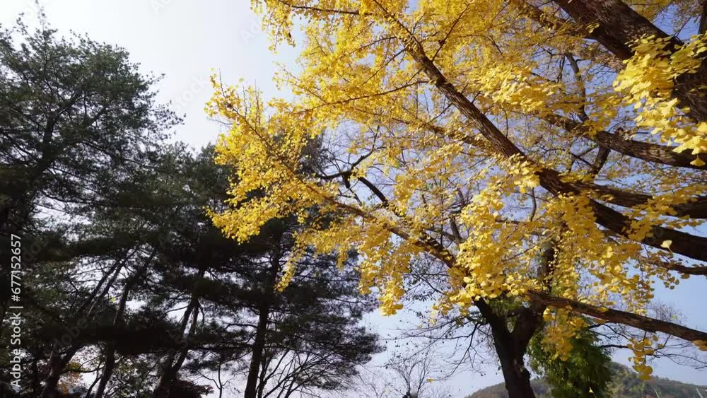 This image showcases the vibrant autumn colors of Nami Island, Korea. The yellow and orange foliage against the clear blue sky highlights the seasonal beauty. This image showcases the vibrant autumn colors of Nami Island, Korea. The yellow and orange foliage against the clear blue sky highlights the seasonal beauty.