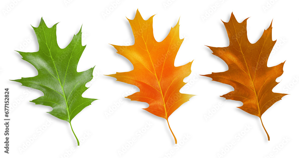 Fototapeta premium Set of leaves made of wood. On an empty background.