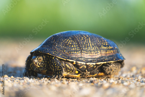 Tortoise in the wild against a blurred green background.