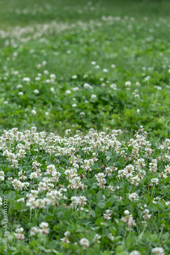 White clover flowers on a green meadow in the summer.