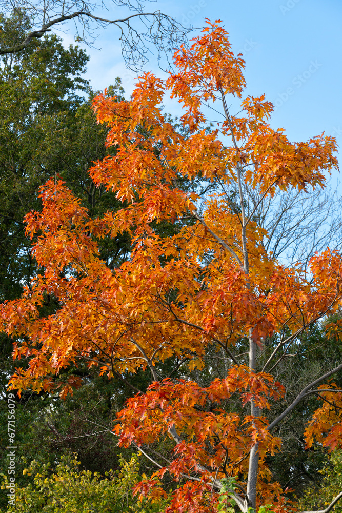Striking sunlit tree with orange autumn leaves in woodland against a background of green