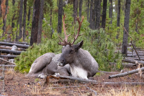 Konstfotografi Bull endangered Bull woodland caribou resting in forest, ruminating