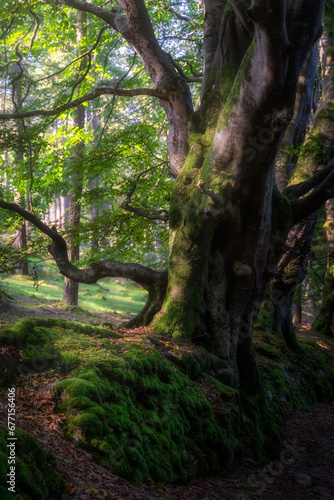 Old, moody forest with beautiful old beech trees growing on old mossy stone wall, illuminated by sunlight. Glendalough, Wicklow Mountains, Ireland
