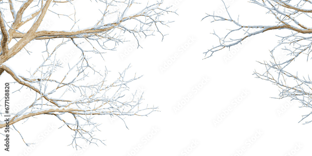 Isolated branches of a tree in snow on white