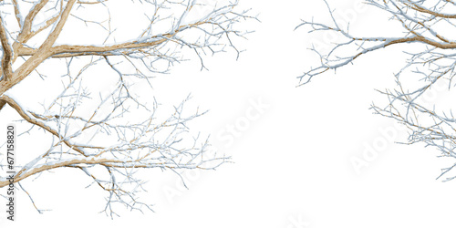 Isolated branches of a tree in snow on white