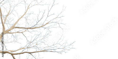 Isolated snow covered branches on white 