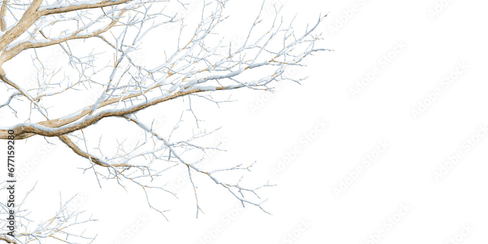 Isolated branches of a snow tree on white background
Isolated branches of a snow tree on white background