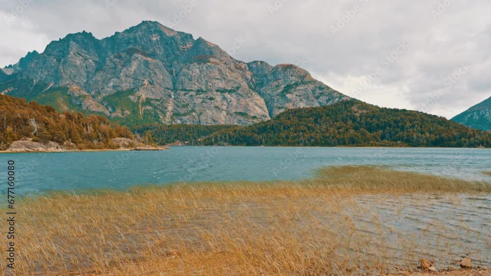 Vegetation on the shore of the lake